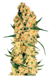 1716642451869.png 1716642451869.png