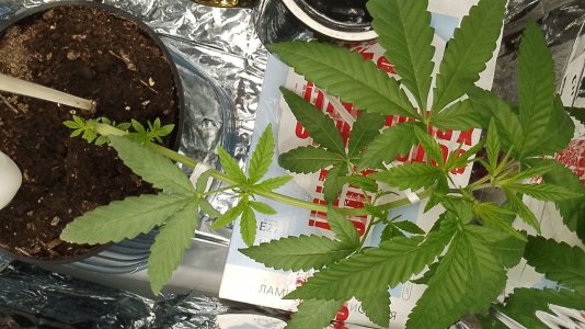 photo_2024-05-26_13-01-46.jpg photo_2024-05-26_13-01-46.jpg