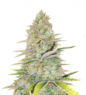 1716721162701.png 1716721162701.png