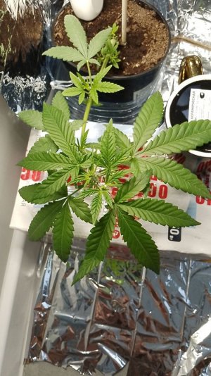 photo_2024-05-26_13-01-46 (1).jpg photo_2024-05-26_13-01-46 (1).jpg