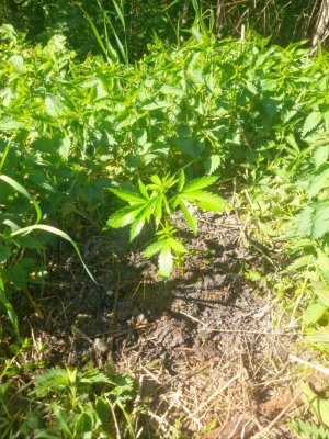 IMG_20240527_105851_546.jpg IMG_20240527_105851_546.jpg