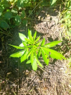 IMG_20240527_105849_789.jpg IMG_20240527_105849_789.jpg