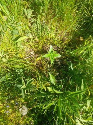 IMG_20240527_105845_327.jpg IMG_20240527_105845_327.jpg