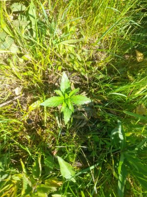 IMG_20240527_105842_064.jpg IMG_20240527_105842_064.jpg