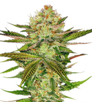 1716805136132.png 1716805136132.png