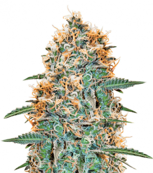 1716805144199.png 1716805144199.png