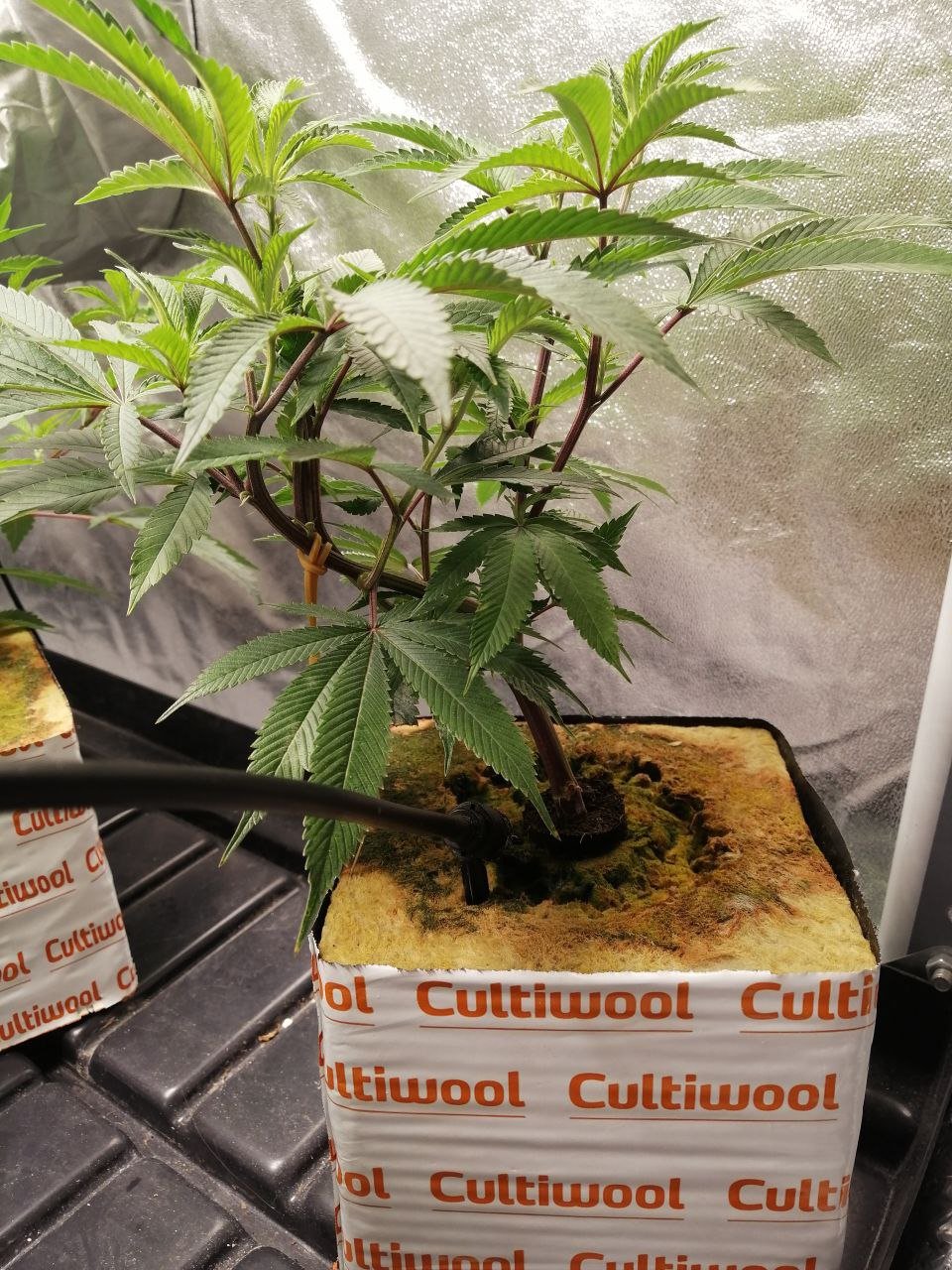 IMG_20220223_224113_163.jpg IMG_20220223_224113_163.jpg