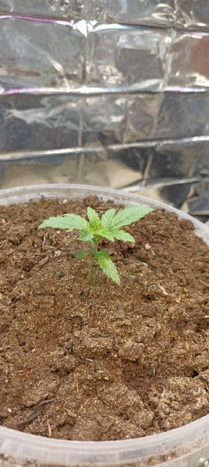 26RoaG0Lc60.jpg 26RoaG0Lc60.jpg