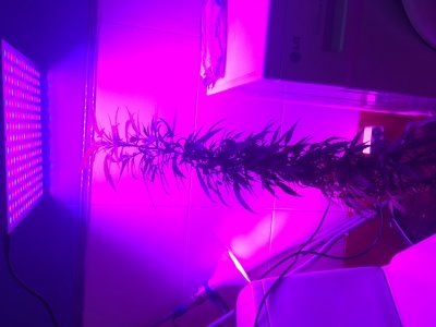 86840508-5CC3-4CE8-8AB7-ED712CA757AC.jpeg 86840508-5CC3-4CE8-8AB7-ED712CA757AC.jpeg