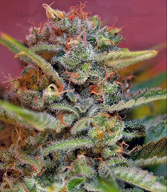 1646415635931.png 1646415635931.png