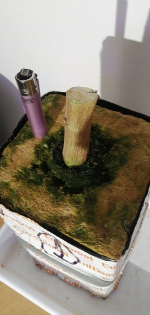 IMG_20220304_194643_260.jpg IMG_20220304_194643_260.jpg