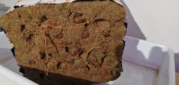 IMG_20220304_194649_722.jpg IMG_20220304_194649_722.jpg