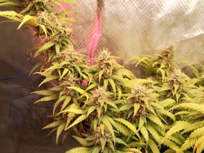 IMG_20220305_175859_130.jpg IMG_20220305_175859_130.jpg