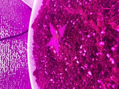 B54ADA21-0470-4B5D-B14F-5EB3D595366C.jpeg B54ADA21-0470-4B5D-B14F-5EB3D595366C.jpeg