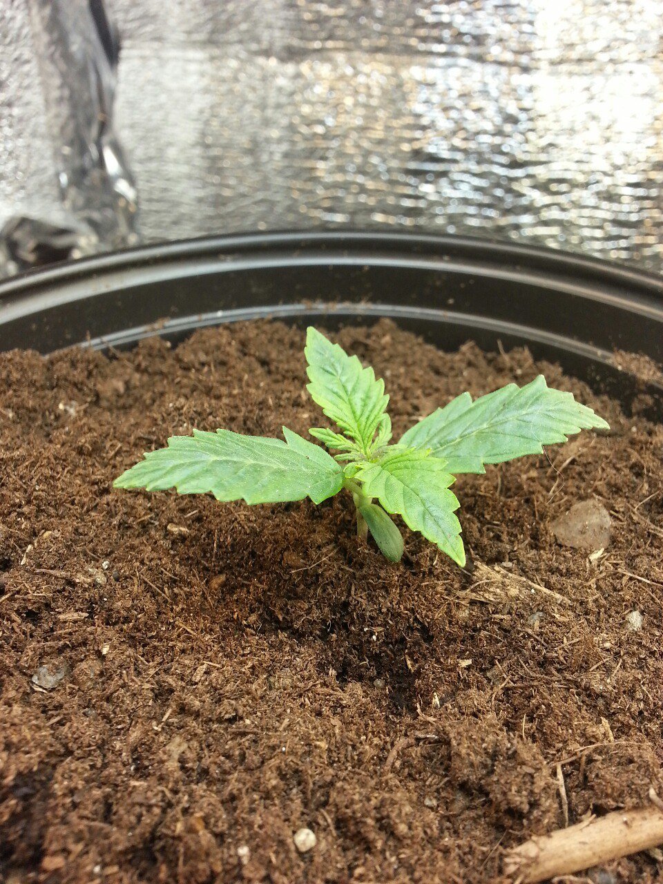 IMG_20220313_100333_296.jpg IMG_20220313_100333_296.jpg