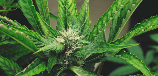 1647200412724.png 1647200412724.png