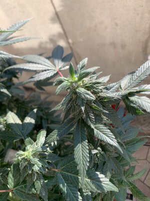 IMG_1519.jpeg IMG_1519.jpeg