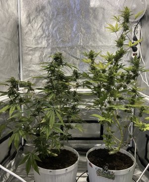 75 день (14.04.) неделя после Ripen).jpg