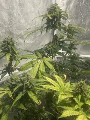 81 день (21.04).jpeg