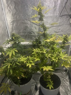 81 день (21.04.24).jpeg