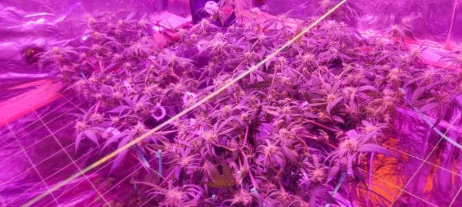 WhatsApp Image 2024-06-02 at 16.05.25 (1).jpeg