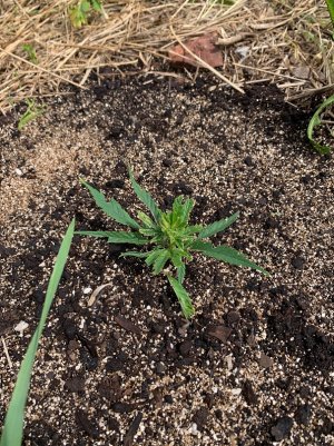 IMG_5634 — копия.jpg IMG_5634 — копия.jpg