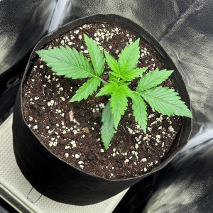 IMG_3894.jpeg IMG_3894.jpeg