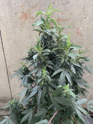 IMG_1652.jpeg IMG_1652.jpeg