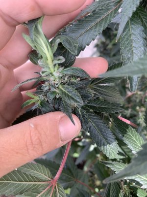 IMG_1659.jpeg IMG_1659.jpeg