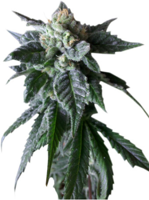 sweet mango auto.png