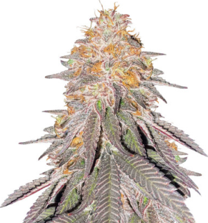 King's juice.png King's juice.png