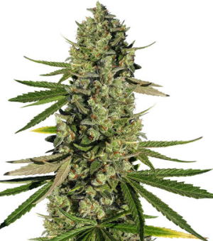 dosvidos.png dosvidos.png