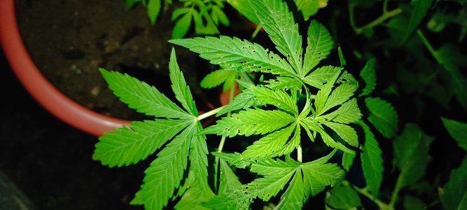 IMG_20240612_220647.jpg IMG_20240612_220647.jpg