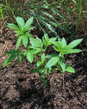 IMG_5665 — копия.jpg