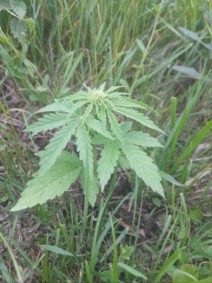 IMG_20240612_231930_175.jpg IMG_20240612_231930_175.jpg