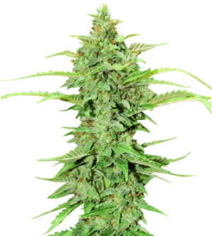 cbd green crack.png cbd green crack.png