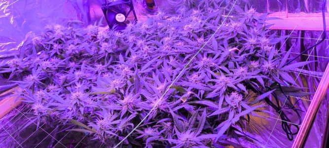 WhatsApp Image 2024-06-16 at 08.55.38.jpeg