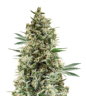 1719680624035.png 1719680624035.png