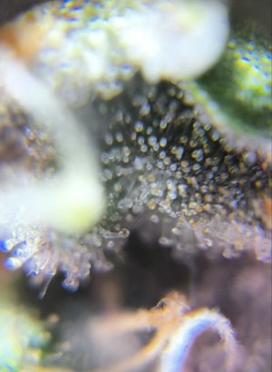 photo1719860371 (2).jpeg