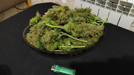 1000021009.jpg 1000021009.jpg