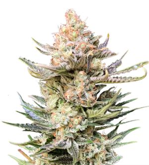 1720603465911.png 1720603465911.png