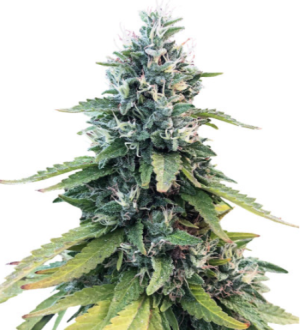 1720802139806.png 1720802139806.png