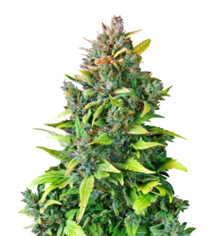 1721742316704.png 1721742316704.png