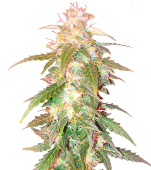 1721911328879.png 1721911328879.png