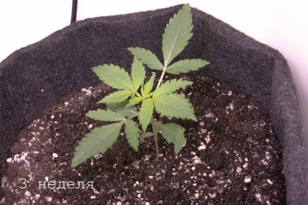 вкусняшка (3).jpg