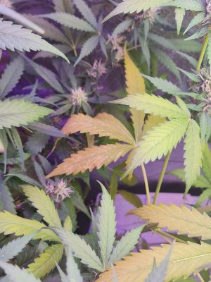 photo_5278550038856981305_y.jpg photo_5278550038856981305_y.jpg