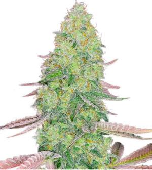 1722600644001.png 1722600644001.png