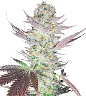 1722947091592.png 1722947091592.png