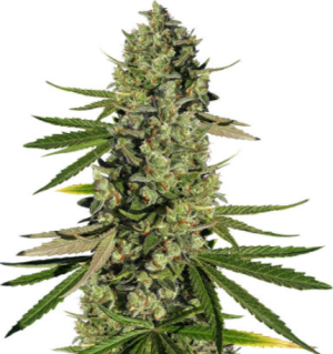 1722958896527.png 1722958896527.png