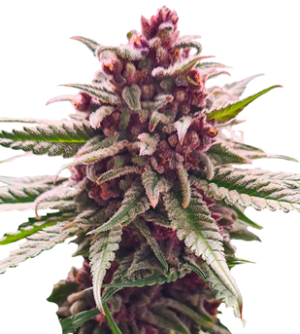 1723138822380.png 1723138822380.png